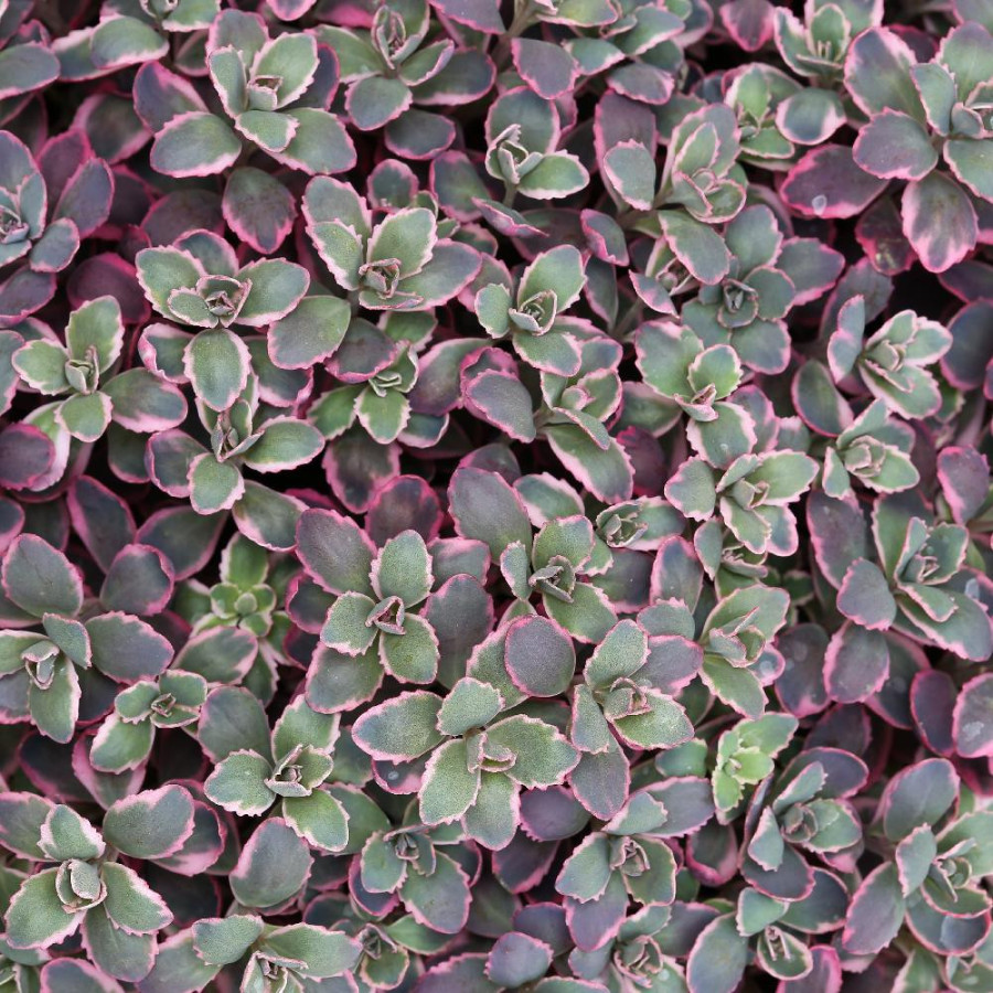 SEDUM 'Dream Dazzler' ® (SunSparkler Series)