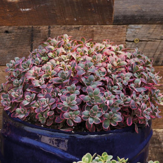 SEDUM 'Dream Dazzler' ® (SunSparkler Series)