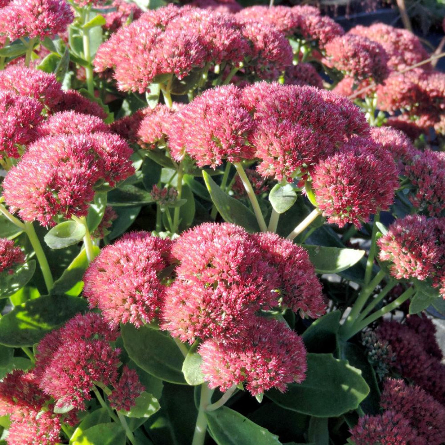 Plantes Vivaces SEDUM 'Herbstfreude' ('Autumn Joy') - Sédum en vente - Orpin en vente - Pépinière Lepage .