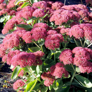 Plantes Vivaces SEDUM 'Herbstfreude' ('Autumn Joy') - Sédum en vente - Orpin en vente - Pépinière Lepage .