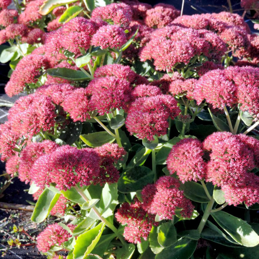 Plantes Vivaces SEDUM 'Herbstfreude' ('Autumn Joy') - Sédum en vente - Orpin en vente - Pépinière Lepage .