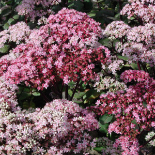 Plantes Vivaces SEDUM 'Matrona' - Sédum en vente - Orpin en vente - Pépinière Lepage .