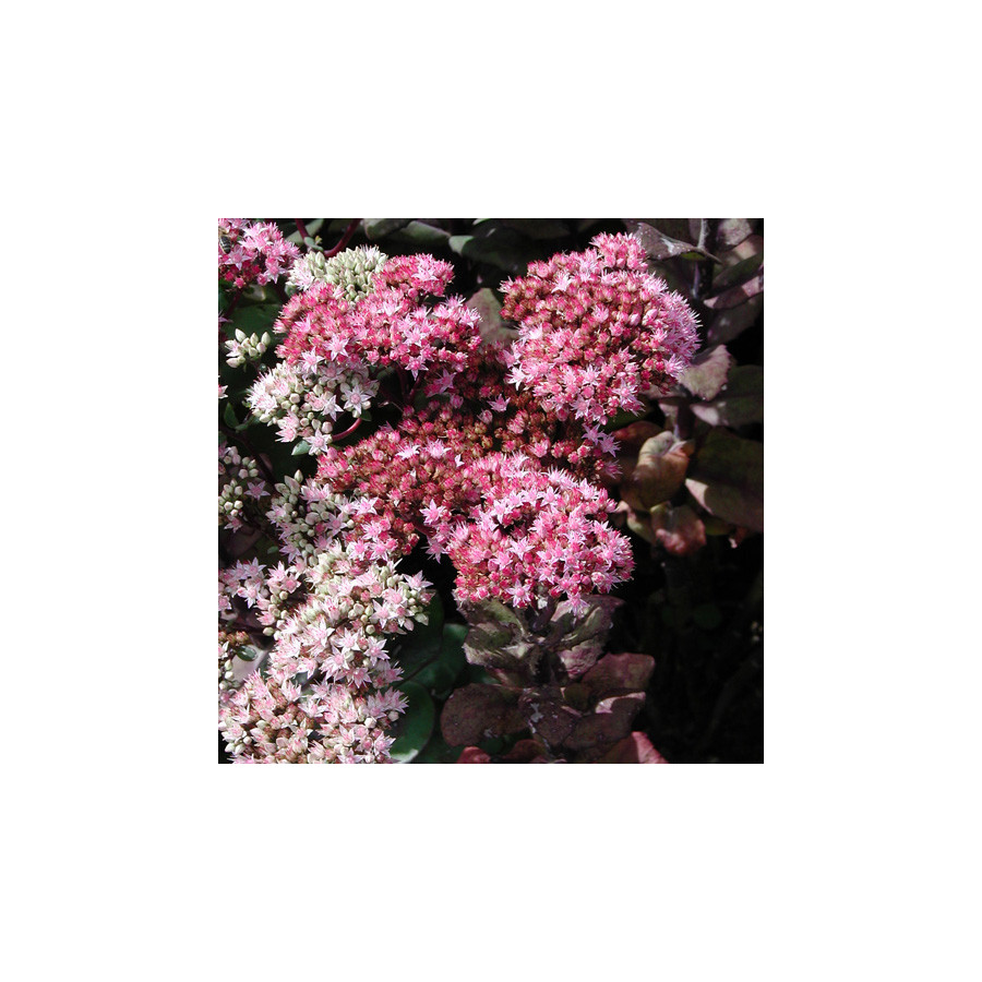 Plantes Vivaces SEDUM 'Matrona' - Sédum en vente - Orpin en vente - Pépinière Lepage .
