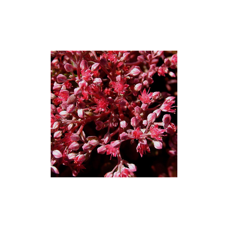 Plantes Vivaces SEDUM 'Robustum' (S. 'Ruby Glow') - Sédum en vente - Orpin en vente - Pépinière Lepage .