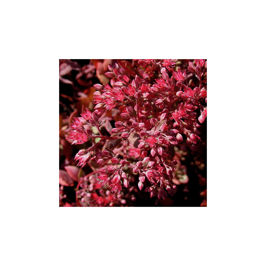 Plantes Vivaces SEDUM 'Robustum' (S. 'Ruby Glow') - Sédum en vente - Orpin en vente - Pépinière Lepage .