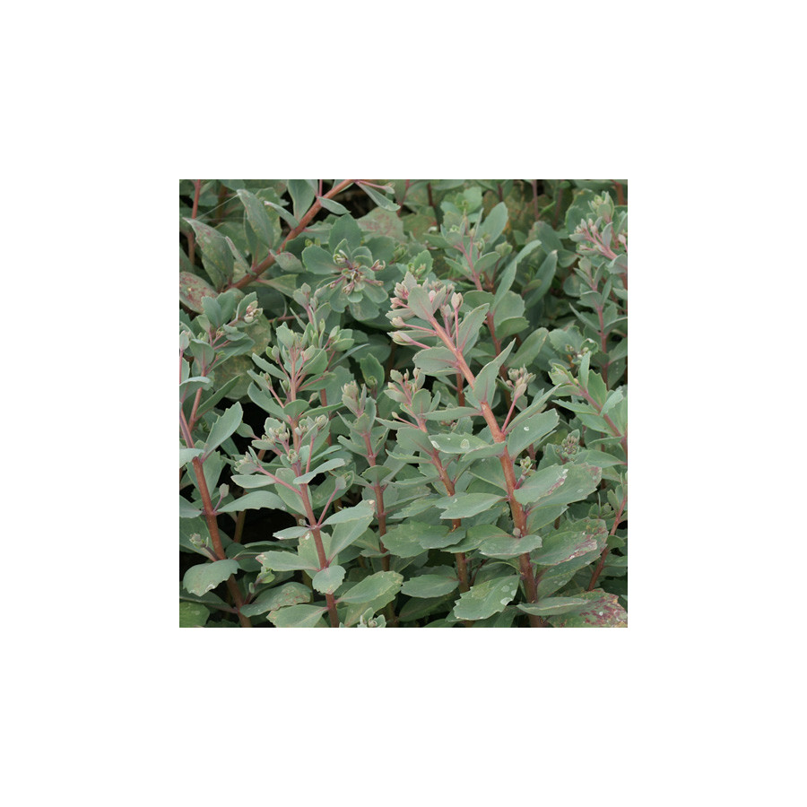 Plantes Vivaces SEDUM 'Robustum' (S. 'Ruby Glow') - Sédum en vente - Orpin en vente - Pépinière Lepage .