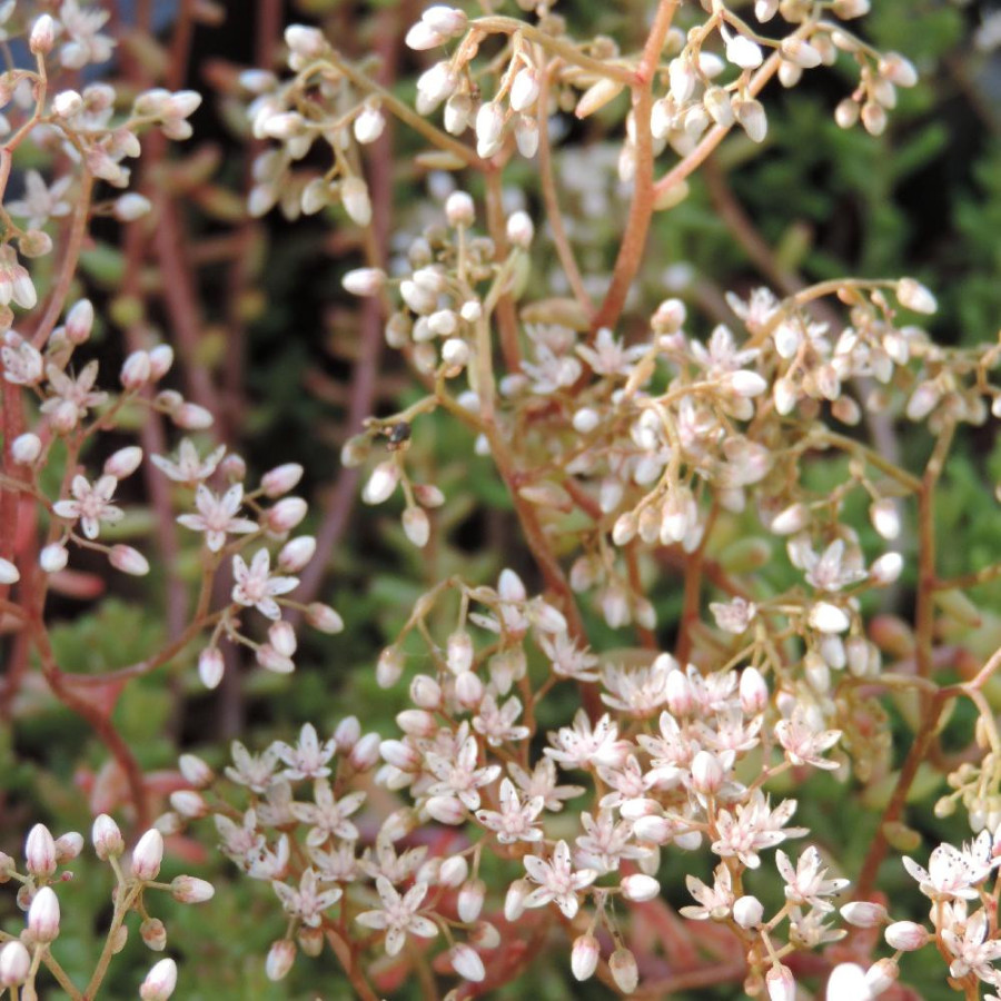 Plantes Vivaces SEDUM album 'Murale' - Sédum en vente - Orpin blanc en vente - Pépinière Lepage .