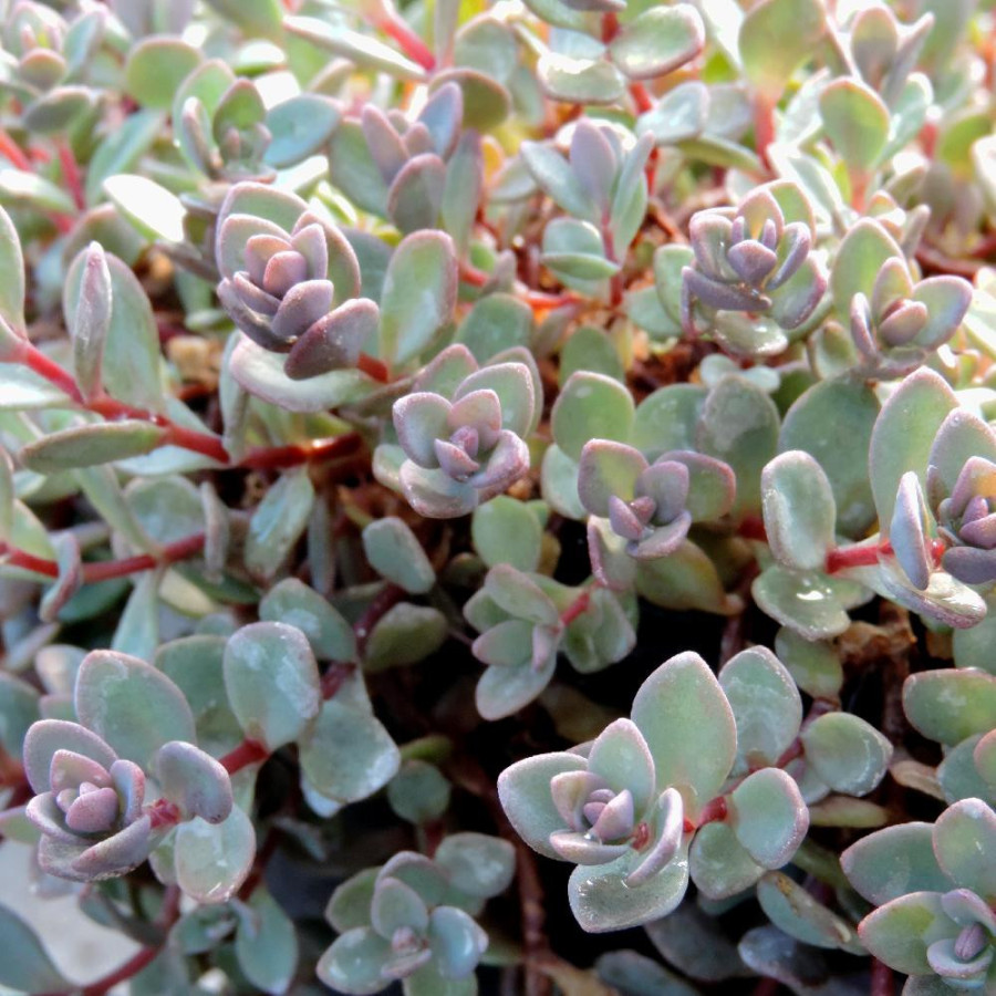 SEDUM cyaneum 'Rosenteppich'