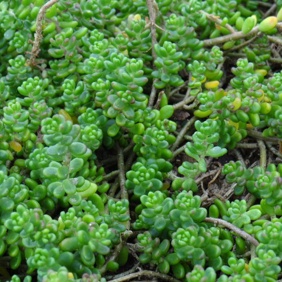 Plantes Vivaces SEDUM divergens - Sédum en vente - Orpin en vente - Pépinière Lepage .