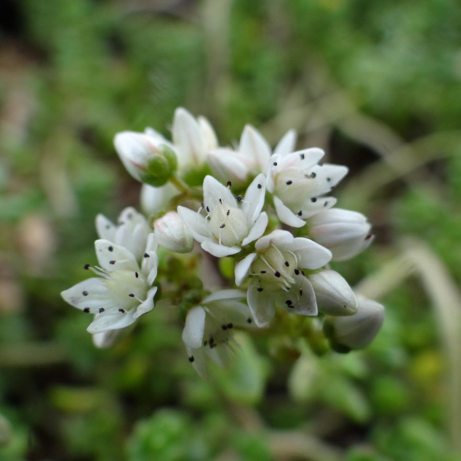 Plantes Vivaces SEDUM divergens - Sédum en vente - Orpin en vente - Pépinière Lepage .