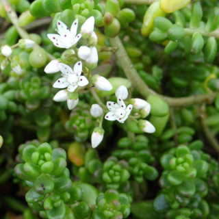Plantes Vivaces SEDUM divergens - Sédum en vente - Orpin en vente - Pépinière Lepage .