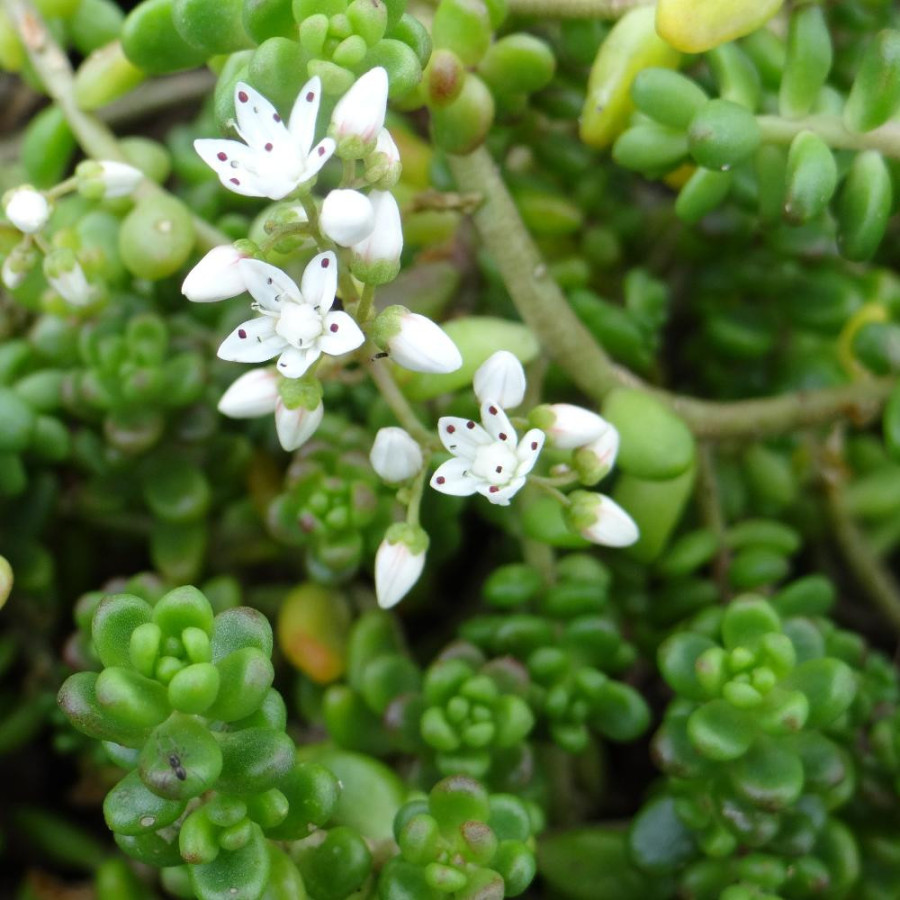 Plantes Vivaces SEDUM divergens - Sédum en vente - Orpin en vente - Pépinière Lepage .