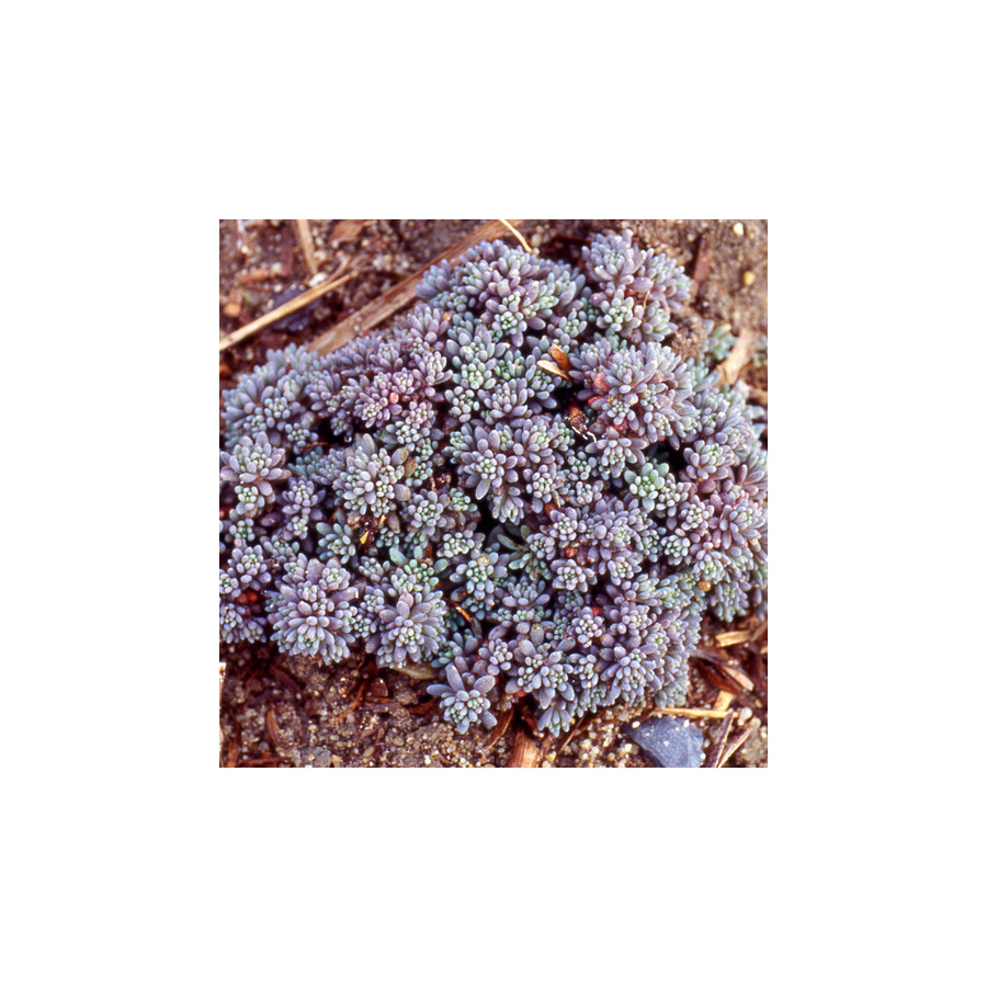 Plantes Vivaces SEDUM hispanicum (lydium 'Glaucum') - Sédum en vente -  Orpin d'Espagne en vente - Pépinière Lepage .