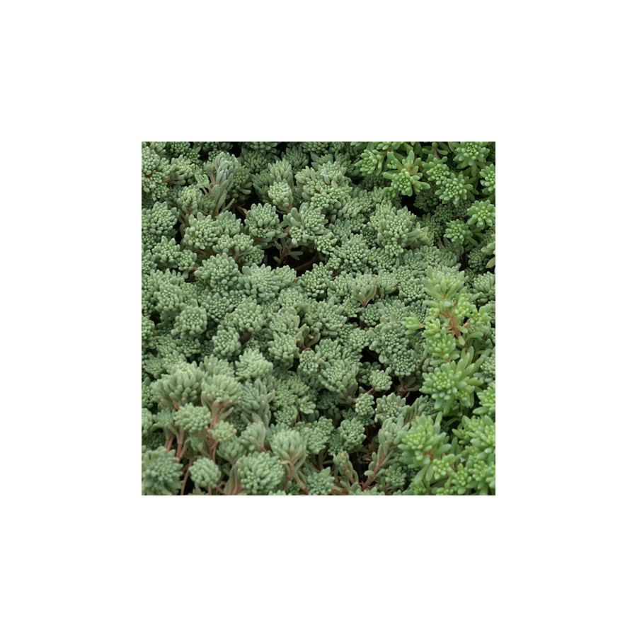 Plantes Vivaces SEDUM hispanicum (lydium 'Glaucum') - Sédum en vente -  Orpin d'Espagne en vente - Pépinière Lepage .