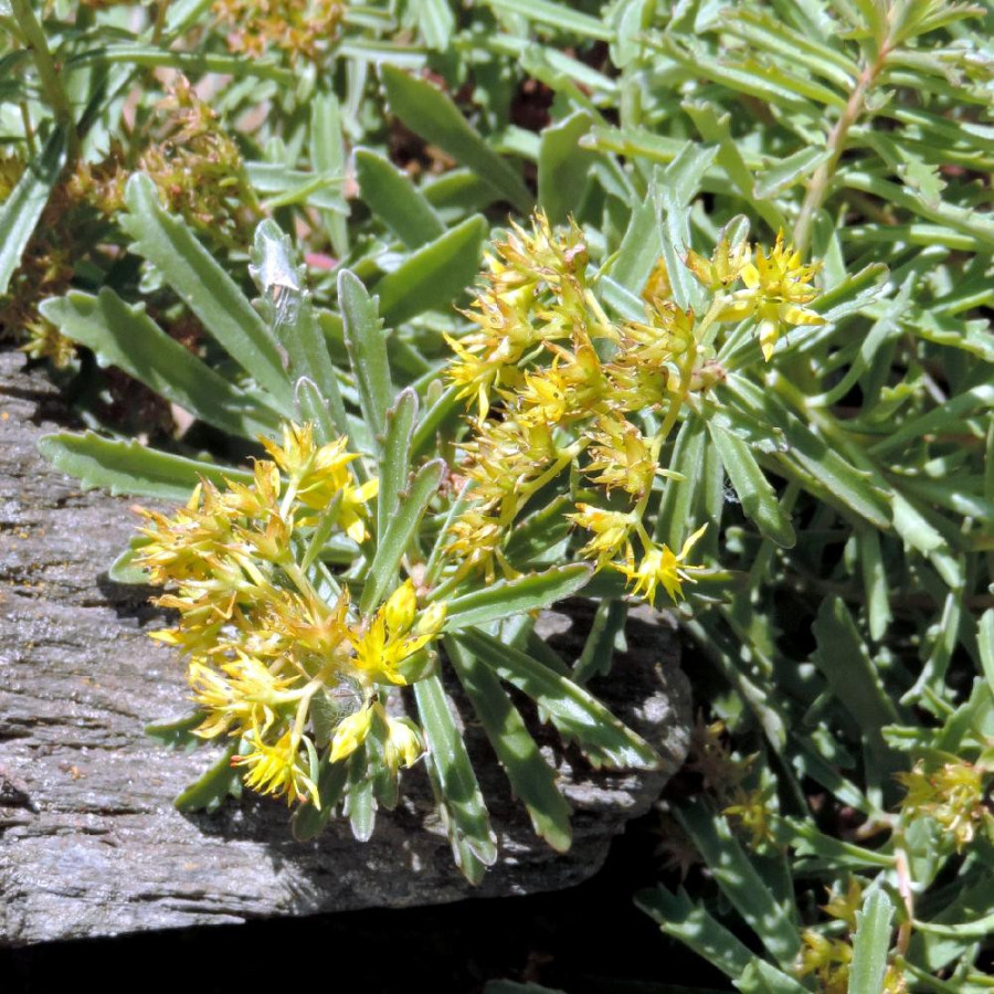 Plantes Vivaces SEDUM kamtschaticum var. middendorffianum - Sédum en vente -  Orpin du Kamtchatka en vente - Pépinière Lepage .