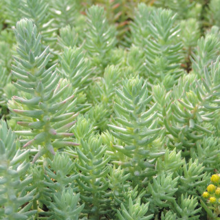 Plantes Vivaces SEDUM reflexum 'Glaucum' - Sédum en vente - Orpin en vente - Pépinière Lepage .