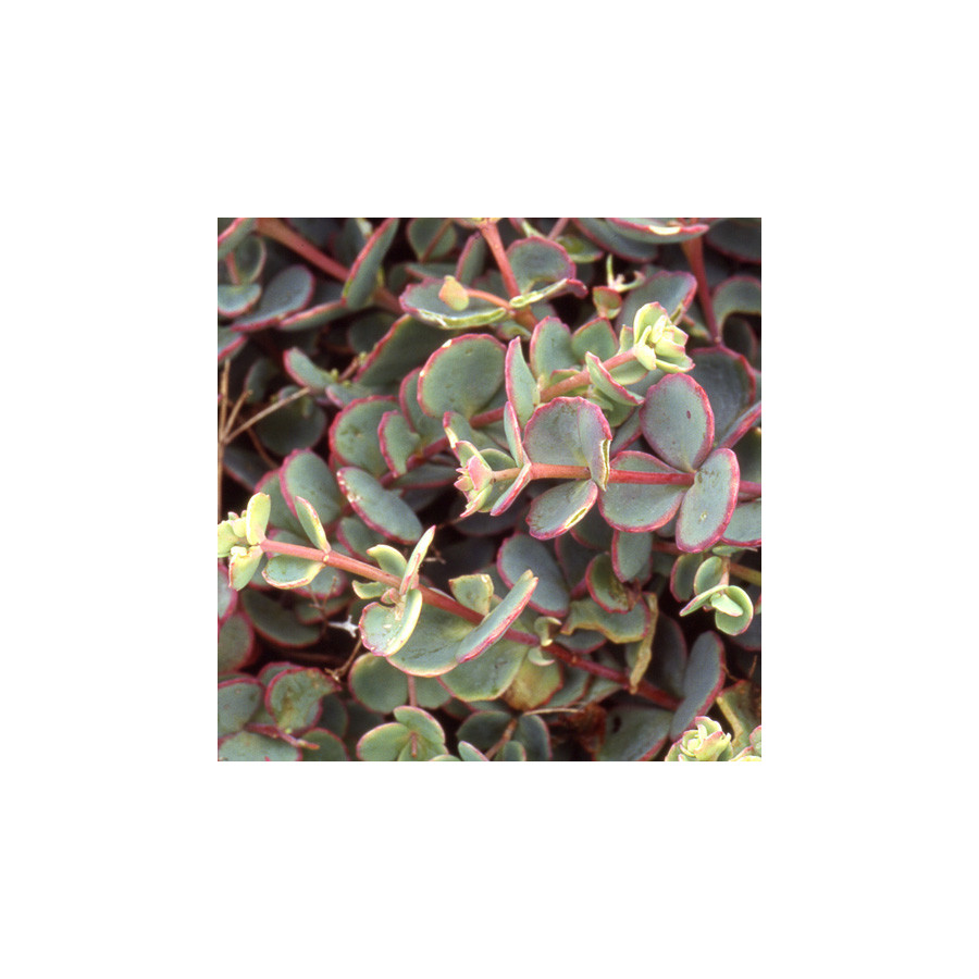 Plantes Vivaces SEDUM sieboldii - Sédum en vente - Orpin en vente - Pépinière Lepage .