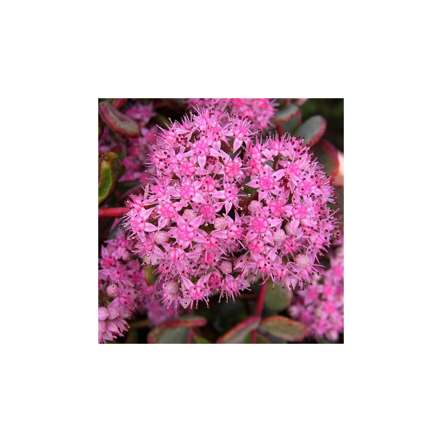 Plantes Vivaces SEDUM sieboldii - Sédum en vente - Orpin en vente - Pépinière Lepage .