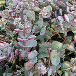 Plantes Vivaces SEDUM sieboldii - Sédum en vente - Orpin en vente - Pépinière Lepage .