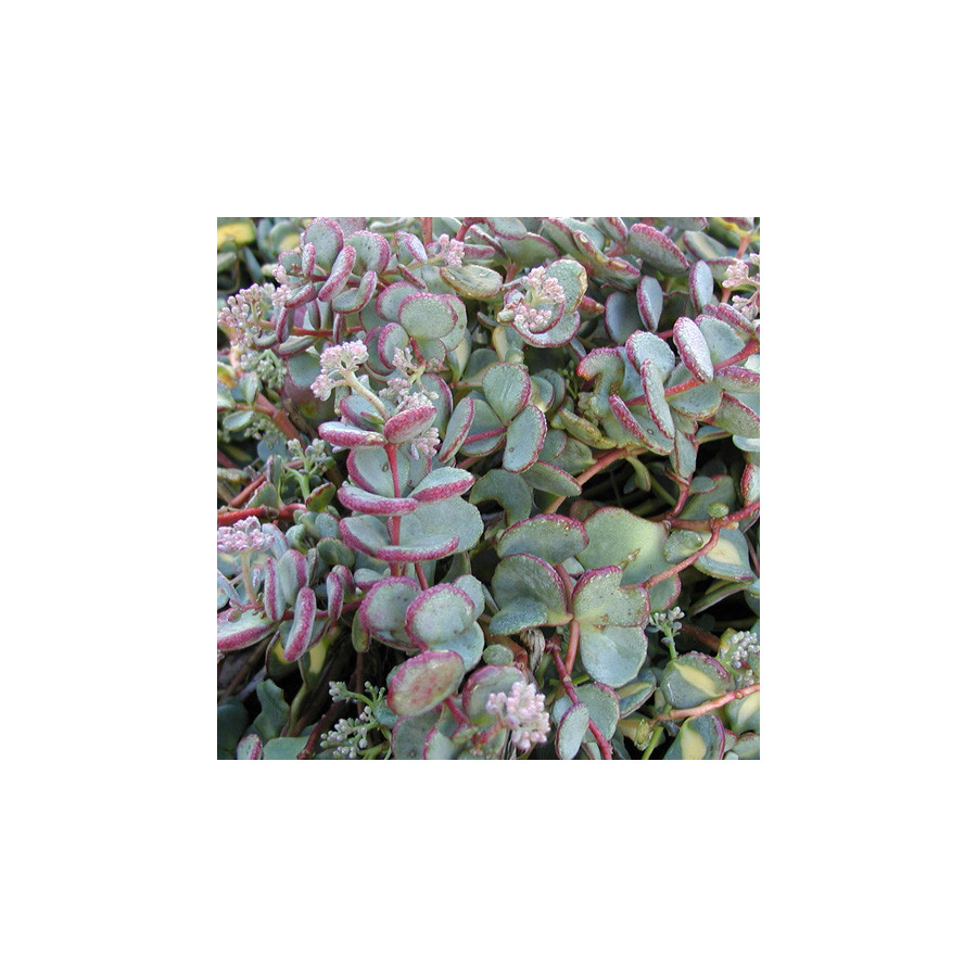 Plantes Vivaces SEDUM sieboldii - Sédum en vente - Orpin en vente - Pépinière Lepage .
