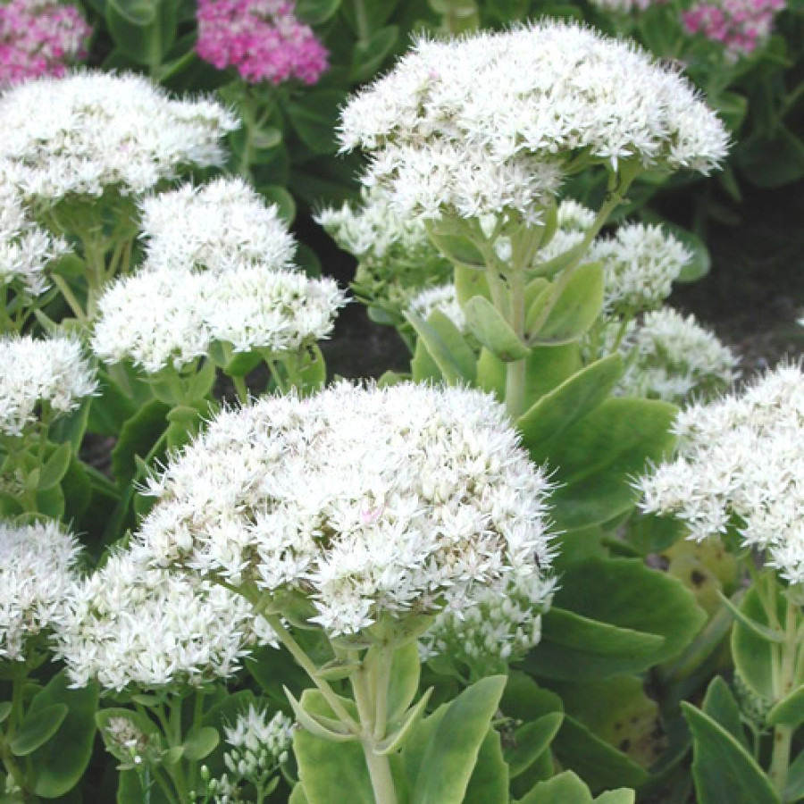 Plantes Vivaces SEDUM spectabile 'Iceberg' - Sédum en vente - Orpin en vente - Pépinière Lepage .