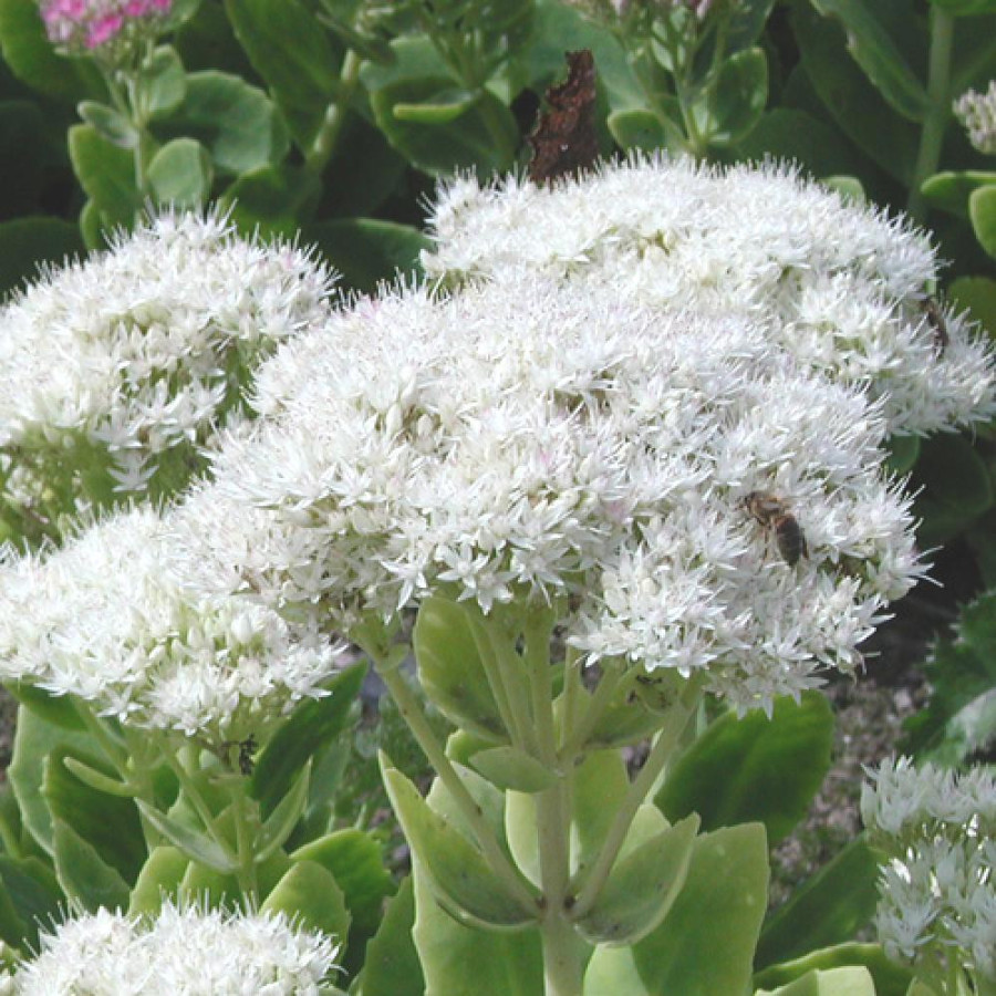Plantes Vivaces SEDUM spectabile 'Iceberg' - Sédum en vente - Orpin en vente - Pépinière Lepage .