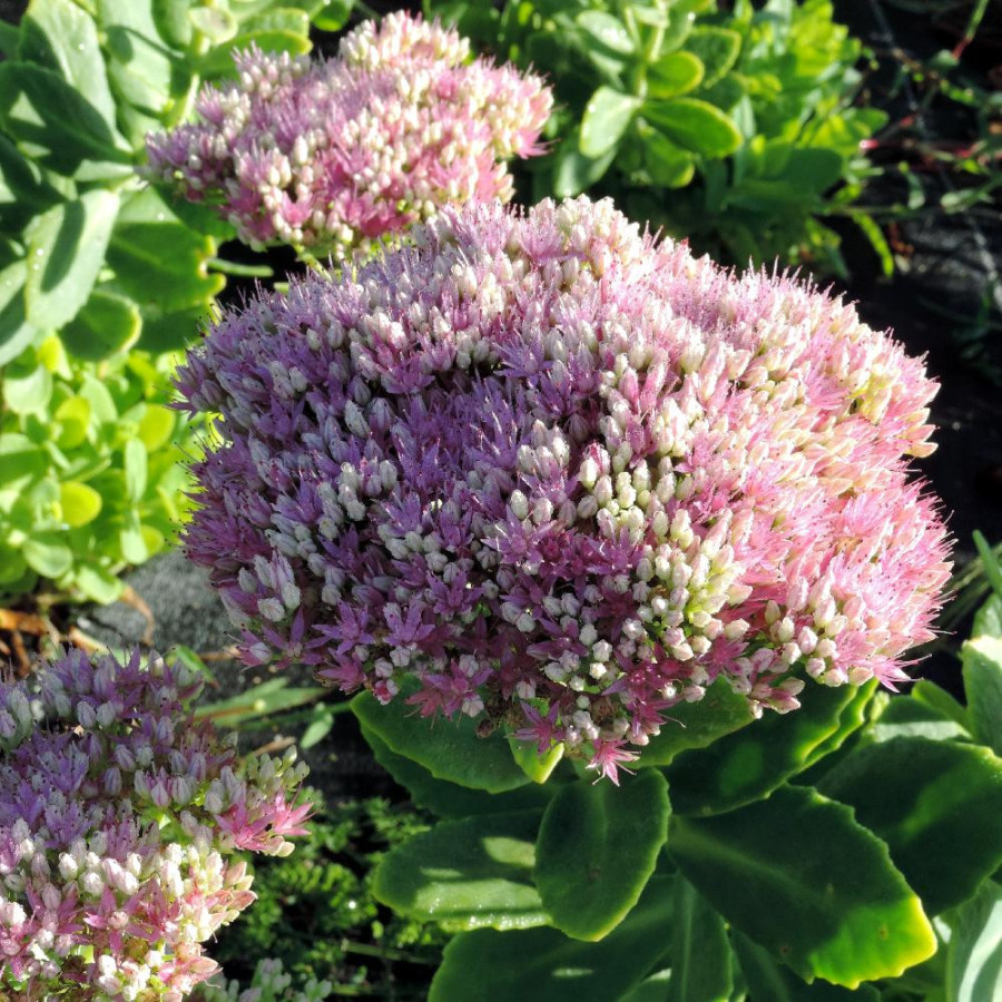 Plantes Vivaces SEDUM spectabile 'Rosenteller' - Sédum en vente - Orpin en vente - Pépinière Lepage .