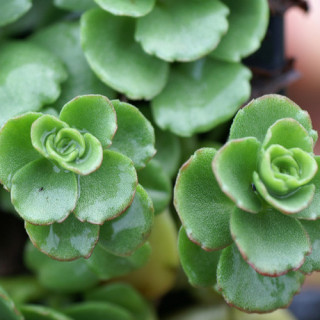 Plantes Vivaces SEDUM spurium 'Album Superbum' - Sédum en vente - Orpin en vente - Pépinière Lepage .