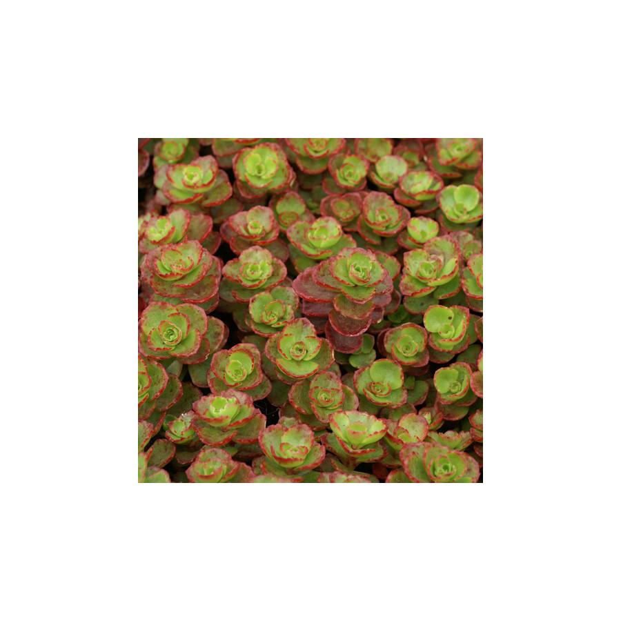 Plantes Vivaces SEDUM spurium 'Schorbuser Blüt' ('Dragon's Blood') - Sédum en vente - Orpin en vente - Pépinière Lepage .