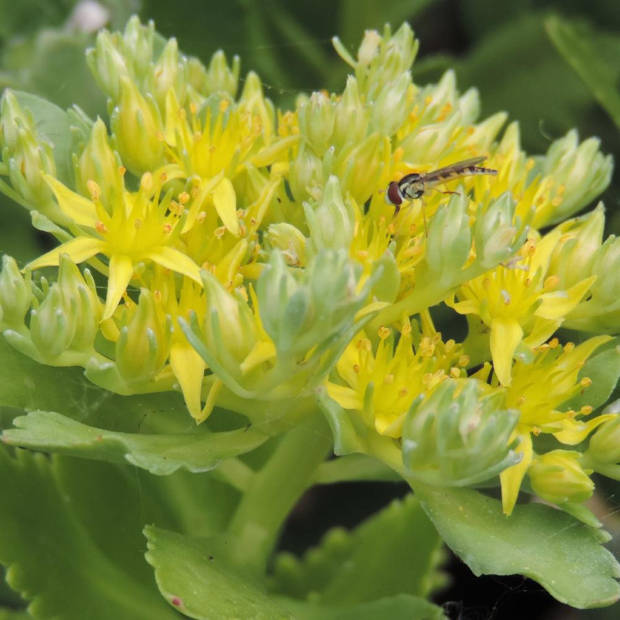 Plantes Vivaces SEDUM takesimense - Sédum en vente - Orpin en vente - Pépinière Lepage .