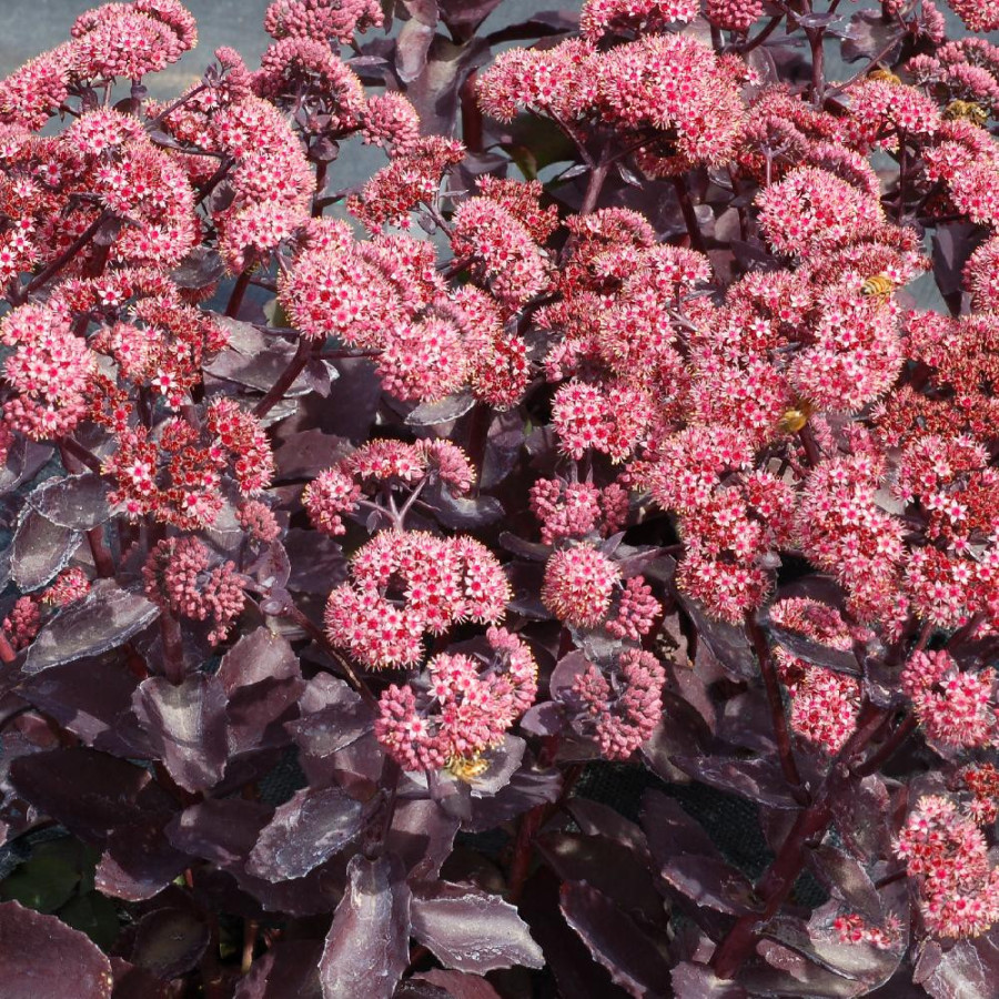 SEDUM telephium 'Cherry Truffle'