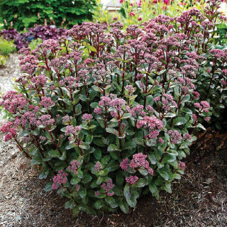 SEDUM telephium 'Double Martini' ®