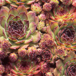 Plantes Vivaces SEMPERVIVUM 'Noir' - Joubarbe en vente - Pépinière Lepage .