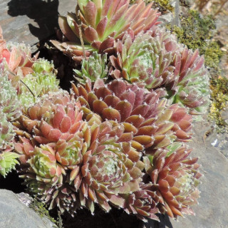 Plantes Vivaces SEMPERVIVUM 'Silberkarneol' - Joubarbe en vente - Pépinière Lepage .