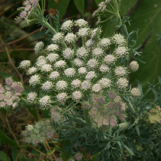 Plantes Vivaces SESELI gummiferum en vente - Pépinière Lepage .