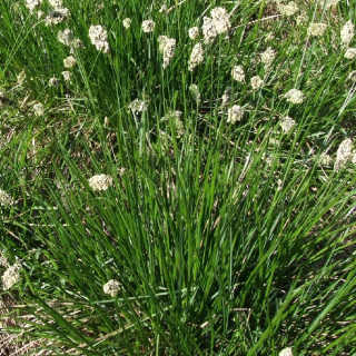 Plantes Vivaces SESLERIA albicans - Seslérie en vente - Pépinière Lepage .