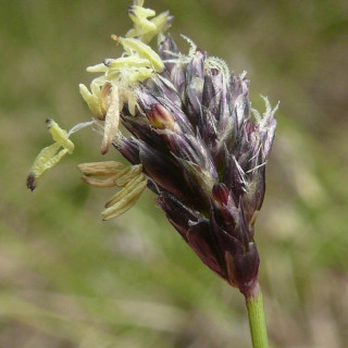 Plantes Vivaces SESLERIA albicans - Seslérie en vente - Pépinière Lepage .