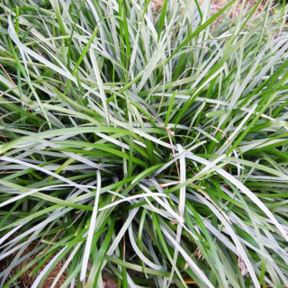 Plantes Vivaces SESLERIA caerulea - Seslérie en vente - Pépinière Lepage .