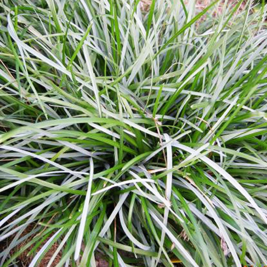 Plantes Vivaces SESLERIA caerulea - Seslérie en vente - Pépinière Lepage .