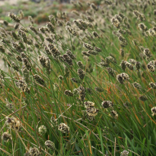 Plantes Vivaces SESLERIA heuffleriana - Seslérie en vente - Pépinière Lepage .