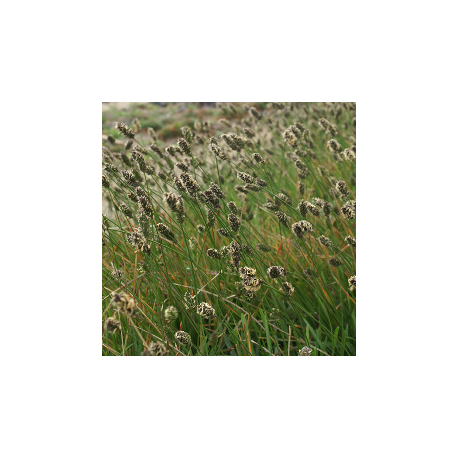 Plantes Vivaces SESLERIA heuffleriana - Seslérie en vente - Pépinière Lepage .