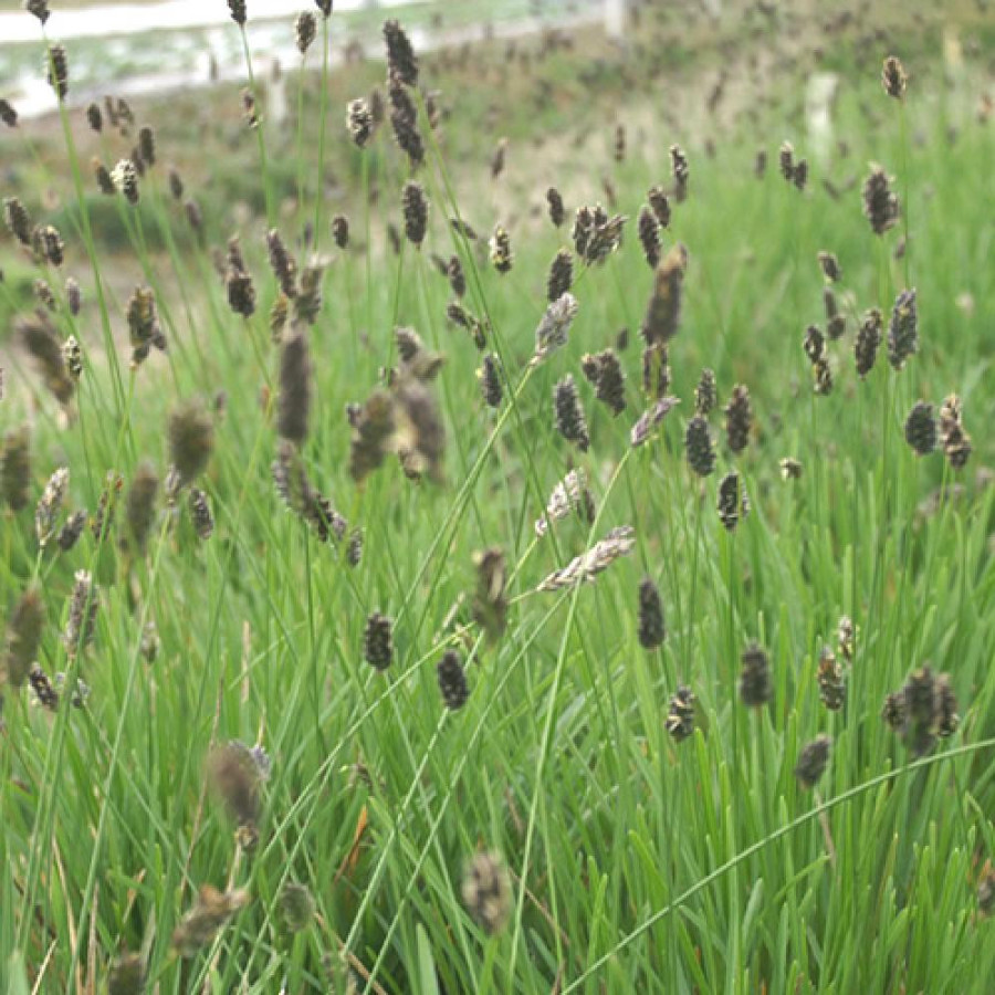 Plantes Vivaces SESLERIA sadleriana - Seslérie en vente - Pépinière Lepage .