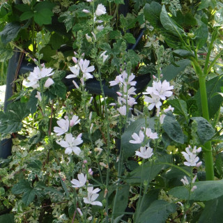 Plantes Vivaces SIDALCEA candida 'Bianca' - Mauve de la prairie en vente - Pépinière Lepage .