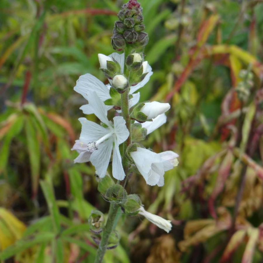 Plantes Vivaces SIDALCEA candida 'Bianca' - Mauve de la prairie en vente - Pépinière Lepage .