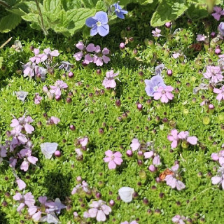 Plantes Vivaces SILENE acaulis - Silène acaule en vente - Pépinière Lepage .