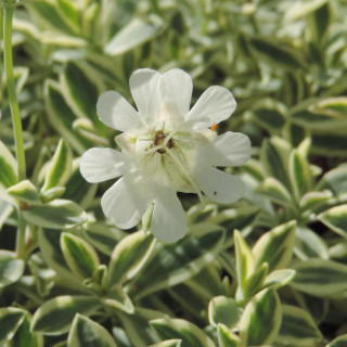 SILENE maritima 'Druett's Variegated'