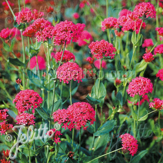 Plantes Vivaces SILENE orientalis - Silène en vente - Pépinière Lepage .
