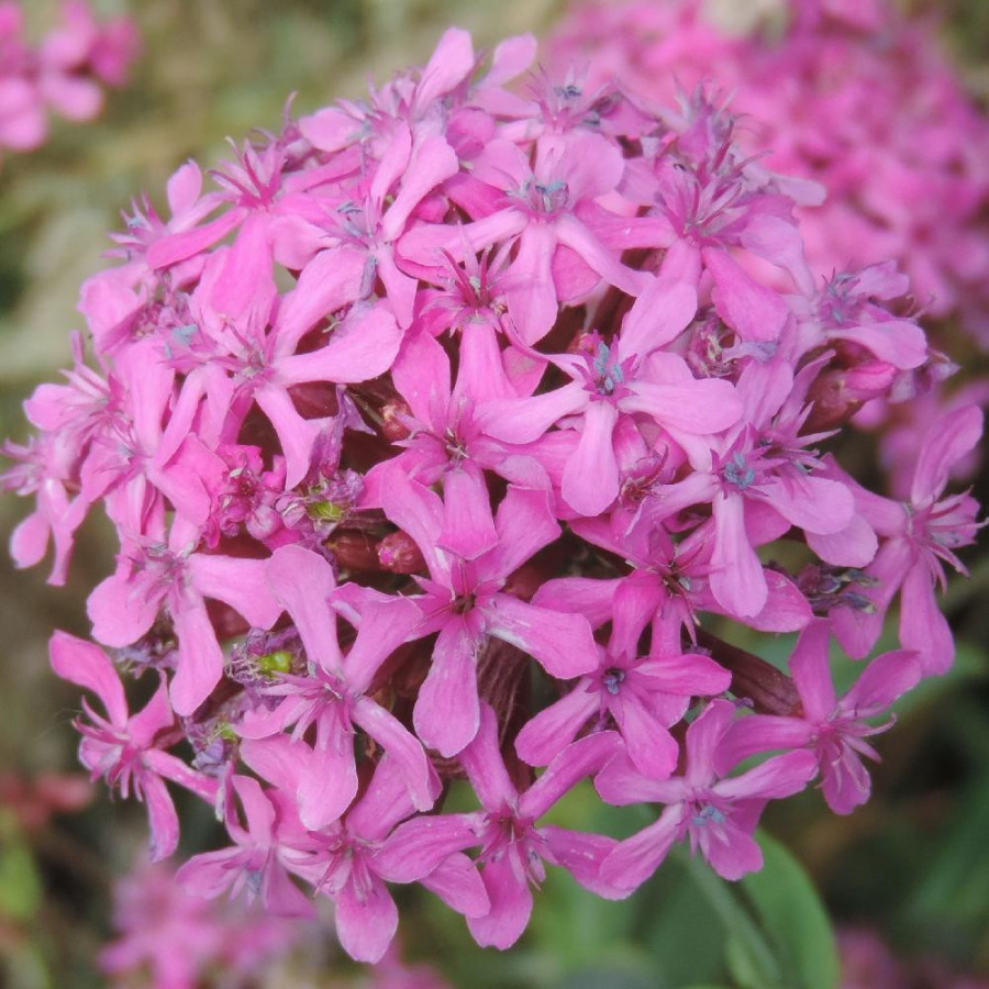 Plantes Vivaces SILENE orientalis - Silène en vente - Pépinière Lepage .