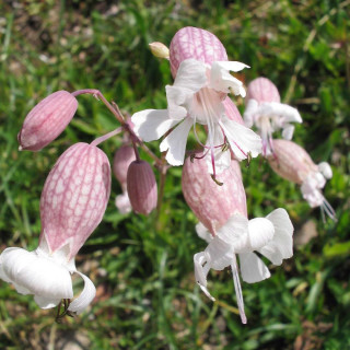 Plantes Vivaces SILENE vulgaris - Silène en vente - Silène commun en vente - Pépinière Lepage .