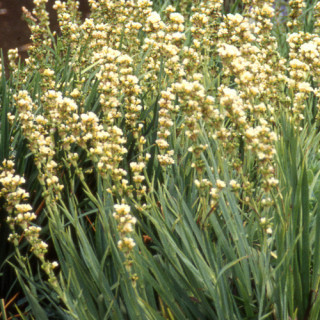 Plantes Vivaces SISYRINCHIUM striatum - Bermudienne en vente - Pépinière Lepage .